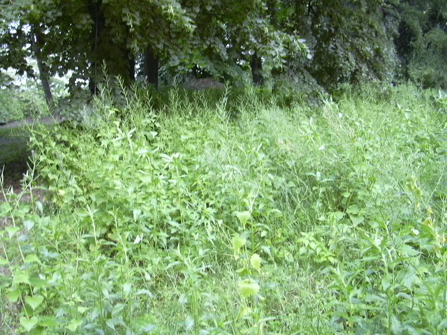 giardino casa insieme onlus
